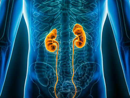 stylized image showing kidneys in the human body