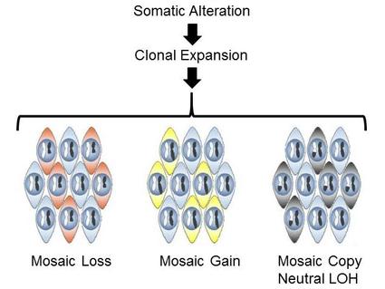 schematic showing cellular mosaicism