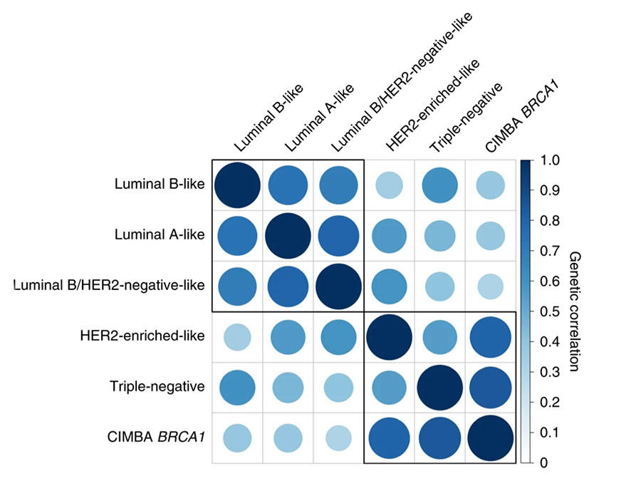 GWAS Identifies Risk Loci for Breast Cancer Subtypes - NCI