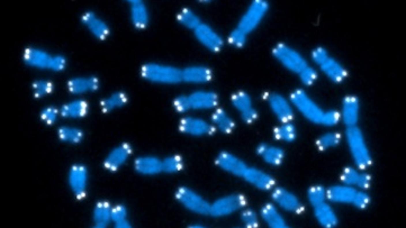 telomere