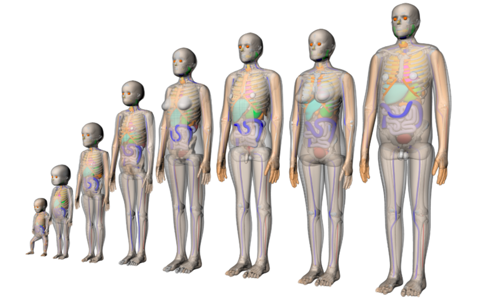 Human phantoms of different sizes in a row