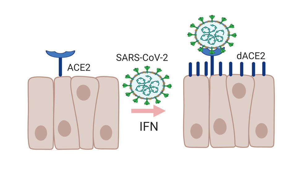 dACE2 is a new, shorter form of ACE2, the receptor SARS-CoV-2 uses to enter cells.