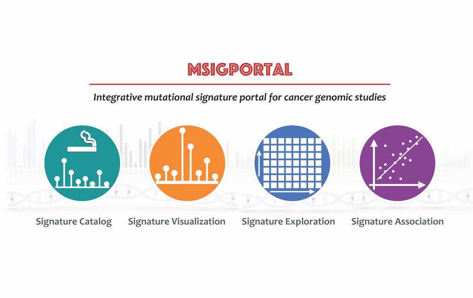 Infographic reads: Msigportal- integrative mutational signature portal for cancer genomic studies. 4 graphic icons depicting signature catalog, signature visualization, signature exploration, and signature association.