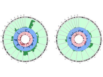 Circos plots of detected mosaic chromosomal alterations and their genomic location.